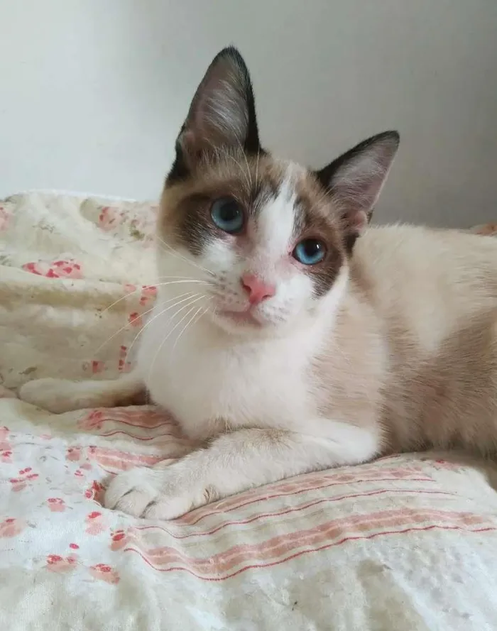 Gato ra a srd idade 2 a 6 meses nome Brenno