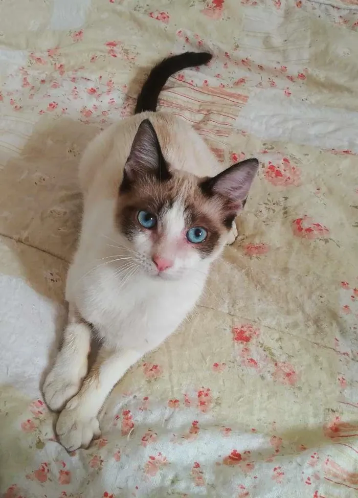Gato ra a srd idade 2 a 6 meses nome Brenno