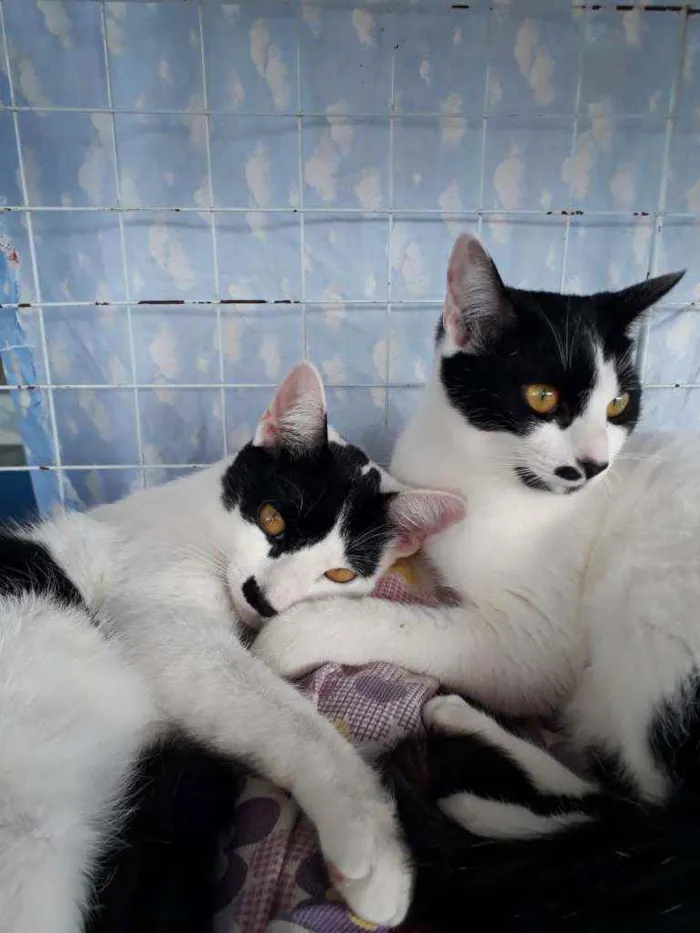 Gato raça Frajolas idade 2 a 6 meses nome João e Maria