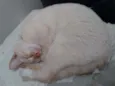 Pipoca