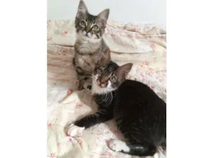 Gato raça srd idade 2 a 6 meses nome Tokyo & Fuji