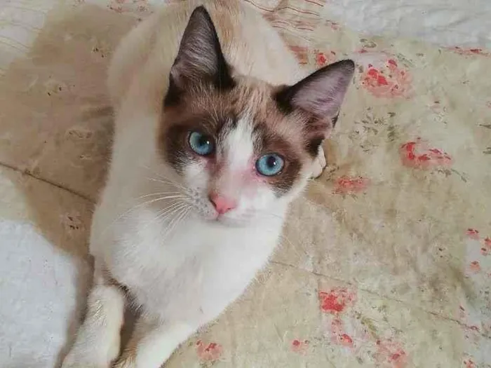 Gato ra a srd idade 2 a 6 meses nome Brenno