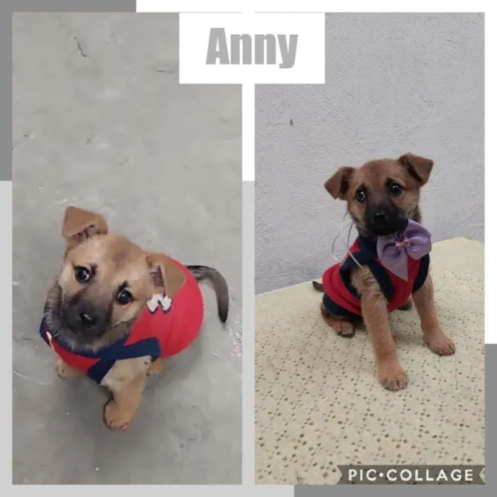 Cachorro raça SRD-ViraLata idade 2 a 6 meses nome ANNY