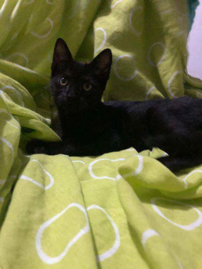 Gato raça SRD idade 2 a 6 meses nome Vitória