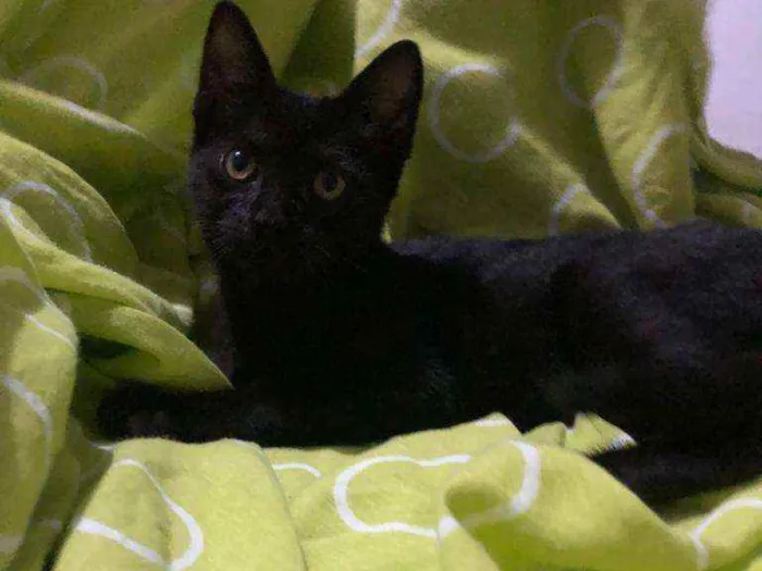 Gato raça SRD idade 2 a 6 meses nome Vitória