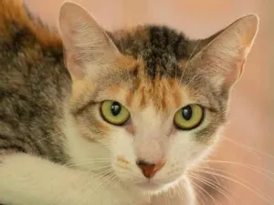 Gato raça SRD-ViraLata idade 1 ano nome Hadiya 