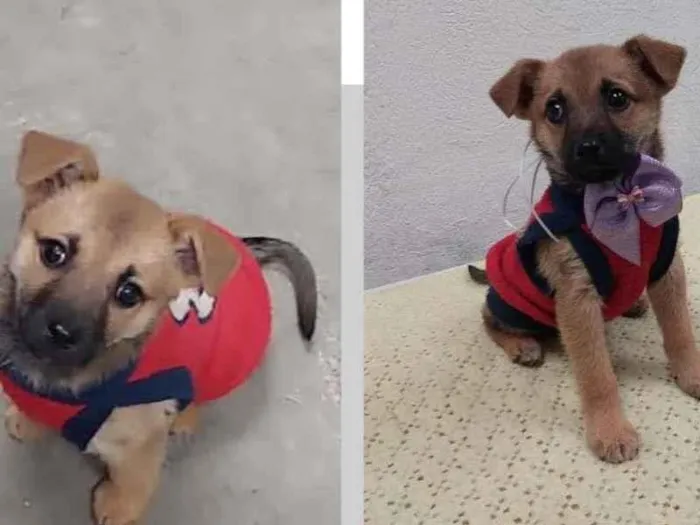 Cachorro raça SRD-ViraLata idade 2 a 6 meses nome ANNY