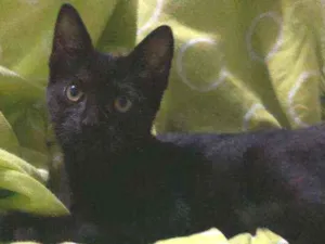 Gato raça SRD idade 2 a 6 meses nome Vitória