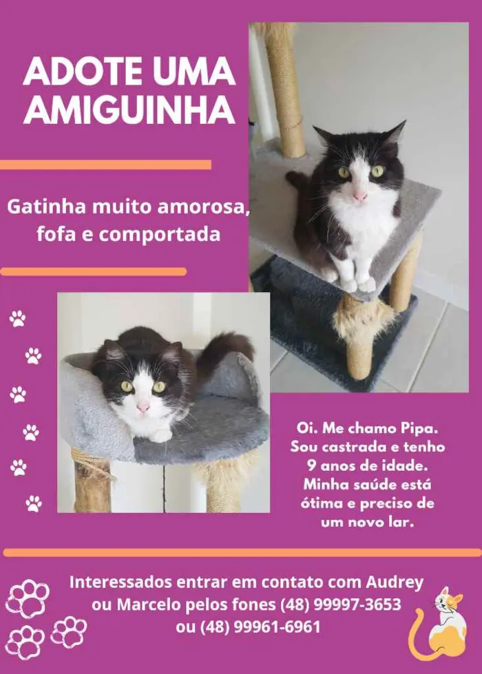 Gato ra a  idade 6 ou mais anos nome Pipa