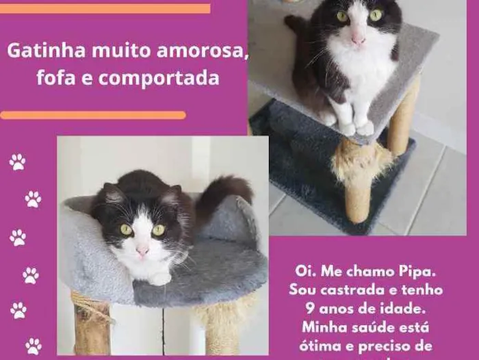 Gato ra a  idade 6 ou mais anos nome Pipa