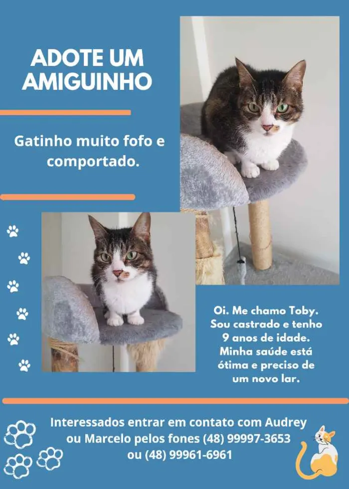 Gato ra a  idade 6 ou mais anos nome Toby