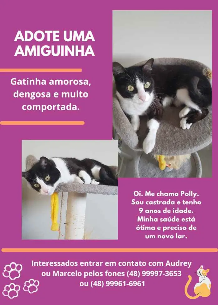 Gato ra a  idade 6 ou mais anos nome Polly