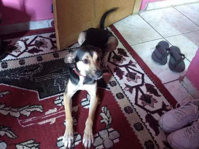 Cachorro raça Vira lata idade 1 ano nome Scott