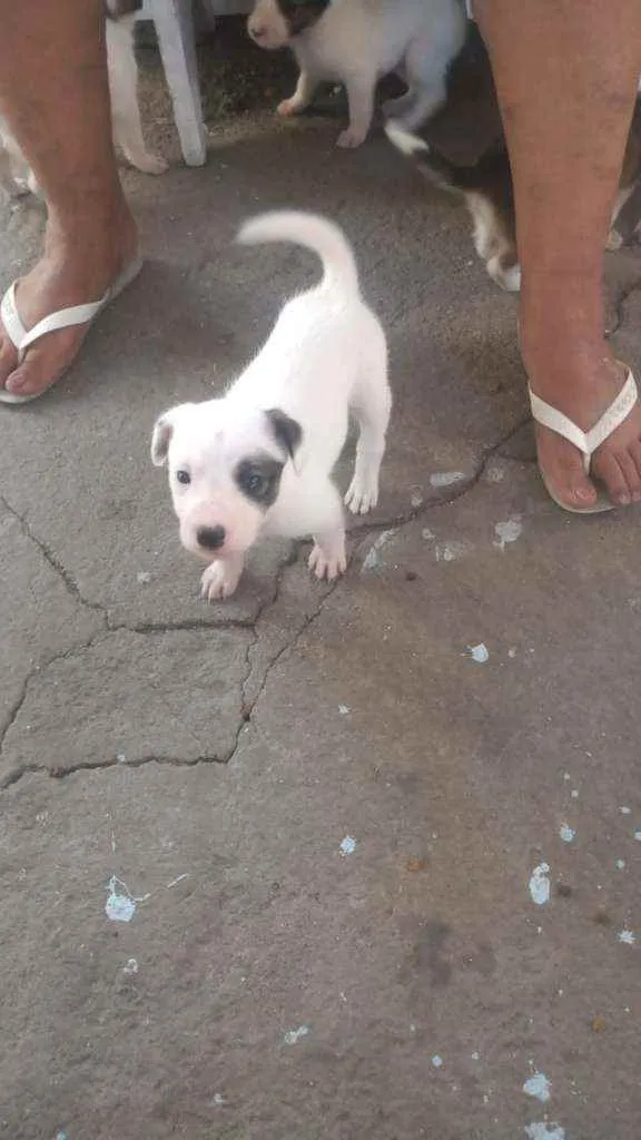 Cachorro raça vira latas idade 2 a 6 meses nome filhotes 