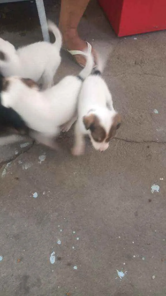 Cachorro raça vira latas idade 2 a 6 meses nome filhotes 
