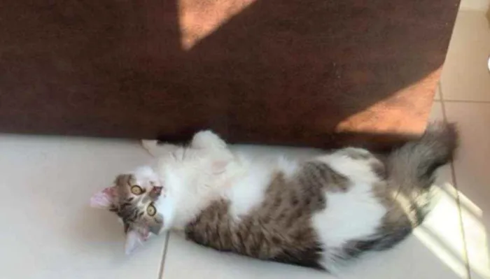Gato ra a SRD idade 2 a 6 meses nome .........