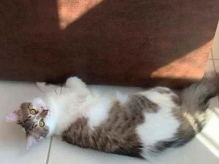 Gato ra a SRD idade 2 a 6 meses nome .........