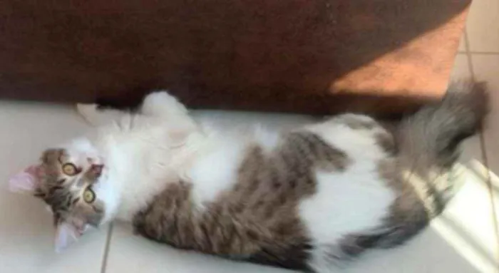 Gato ra a SRD idade 2 a 6 meses nome .........