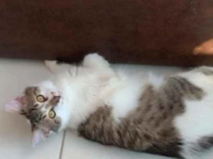 Gato ra a SRD idade 2 a 6 meses nome .........