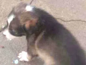 Cachorro raça vira latas idade 2 a 6 meses nome filhotes 