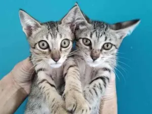 Gato raça SRD-ViraLata idade 2 a 6 meses nome Jonhy e Nina
