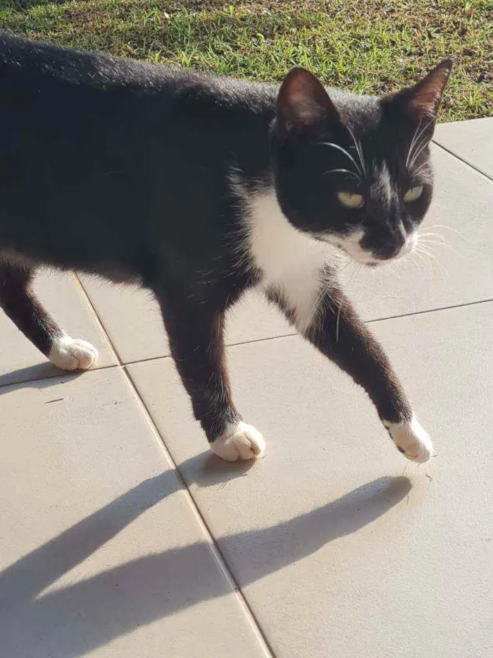 Gato ra a Estilo Frajola idade 1 ano nome Britney 