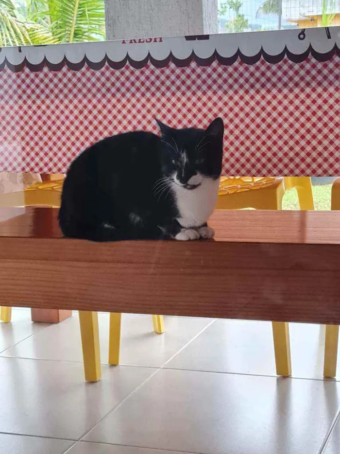 Gato ra a Estilo Frajola idade 1 ano nome Britney 