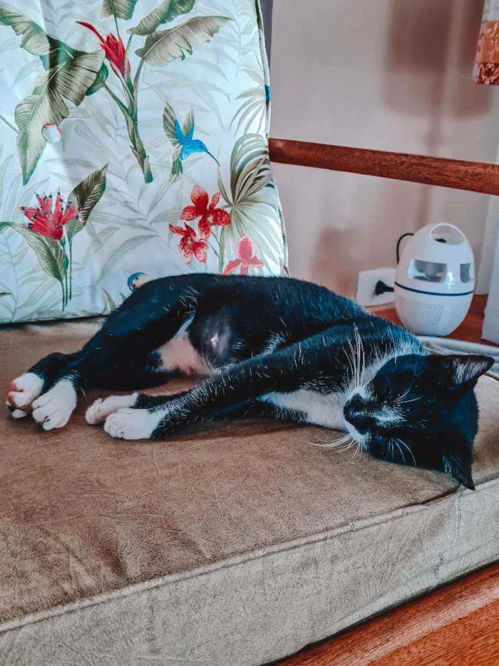 Gato ra a Estilo Frajola idade 1 ano nome Britney 