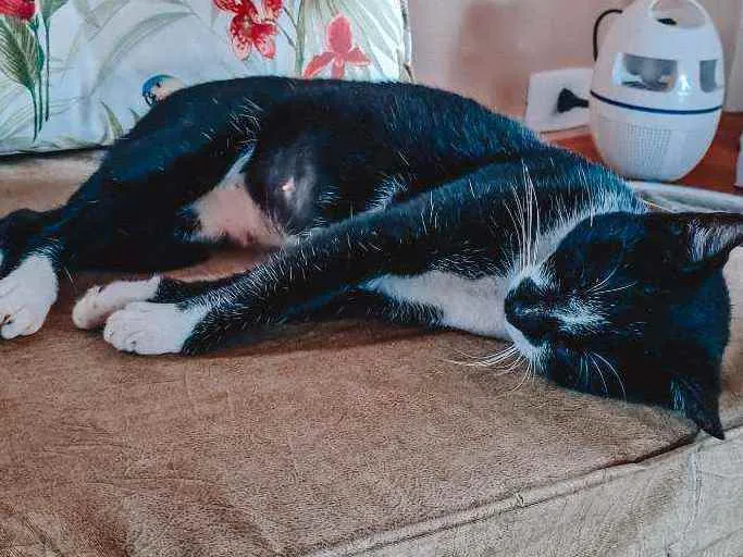 Gato ra a Estilo Frajola idade 1 ano nome Britney 