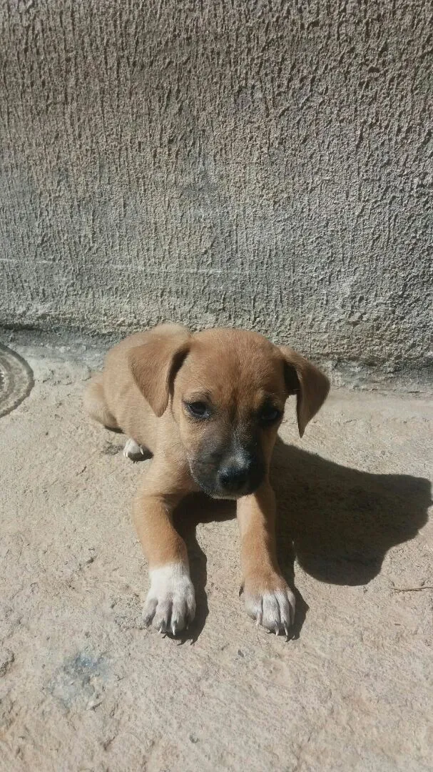 Cachorro raça não definida idade 2 a 6 meses nome filhotes