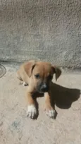 filhotes