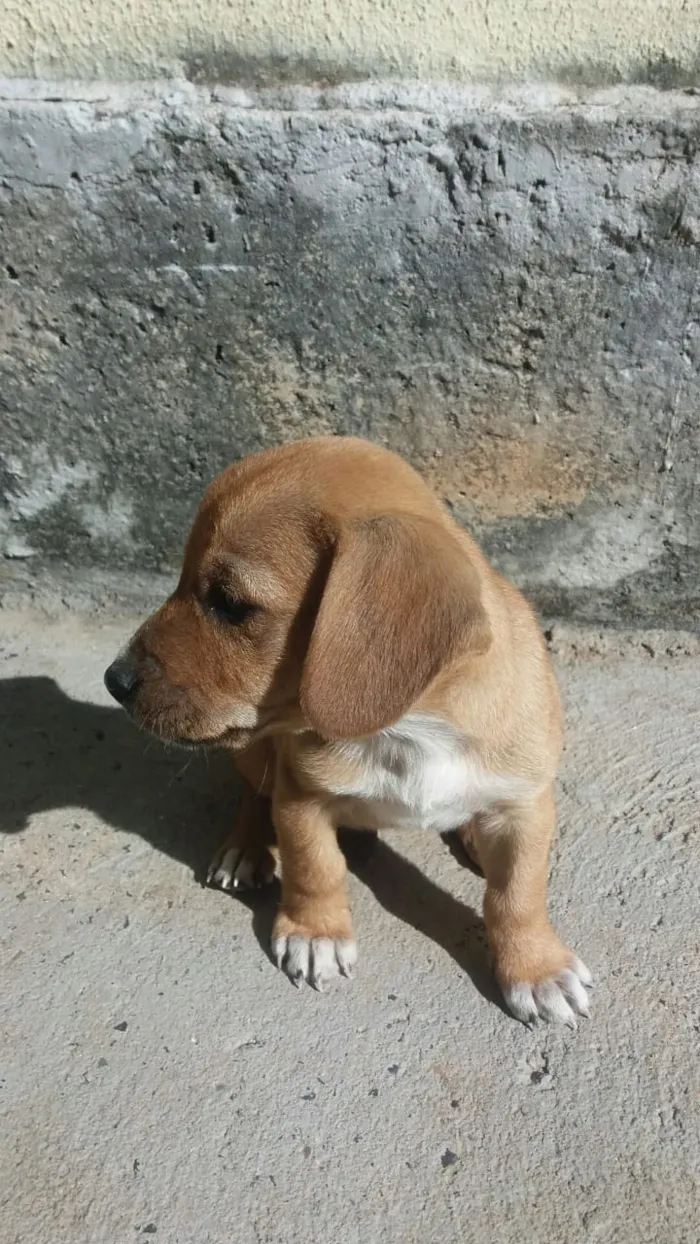 Cachorro raça não definida idade 2 a 6 meses nome filhotes