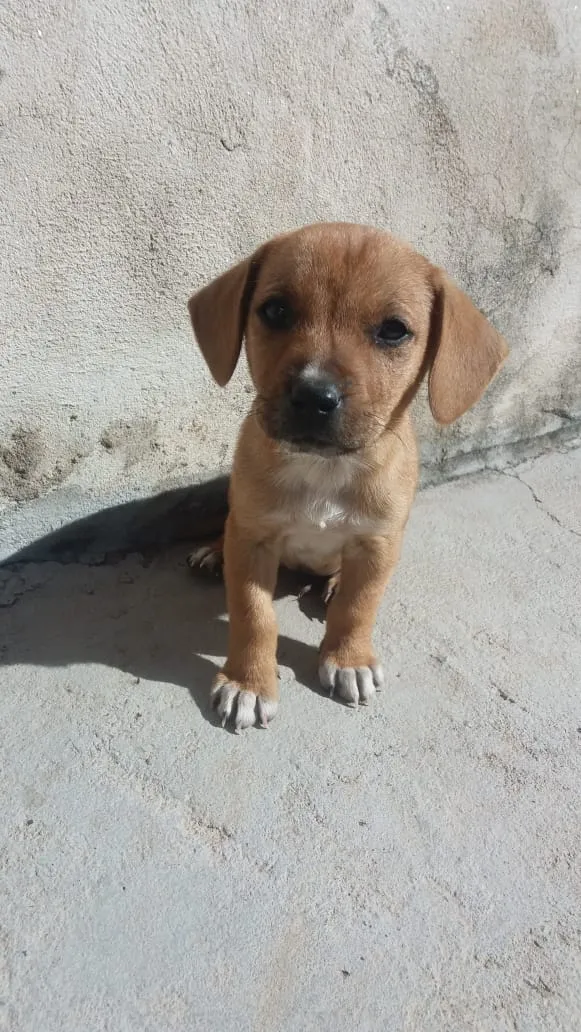 Cachorro raça não definida idade 2 a 6 meses nome filhotes
