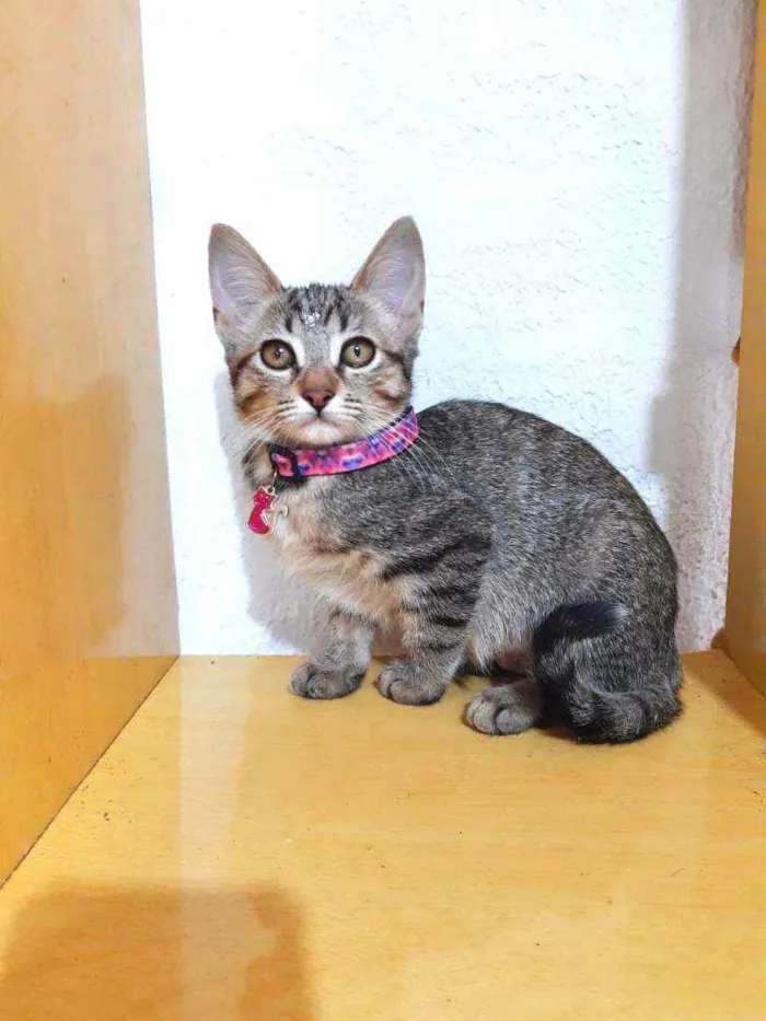 Gato raça SRD  idade 2 a 6 meses nome Jade 