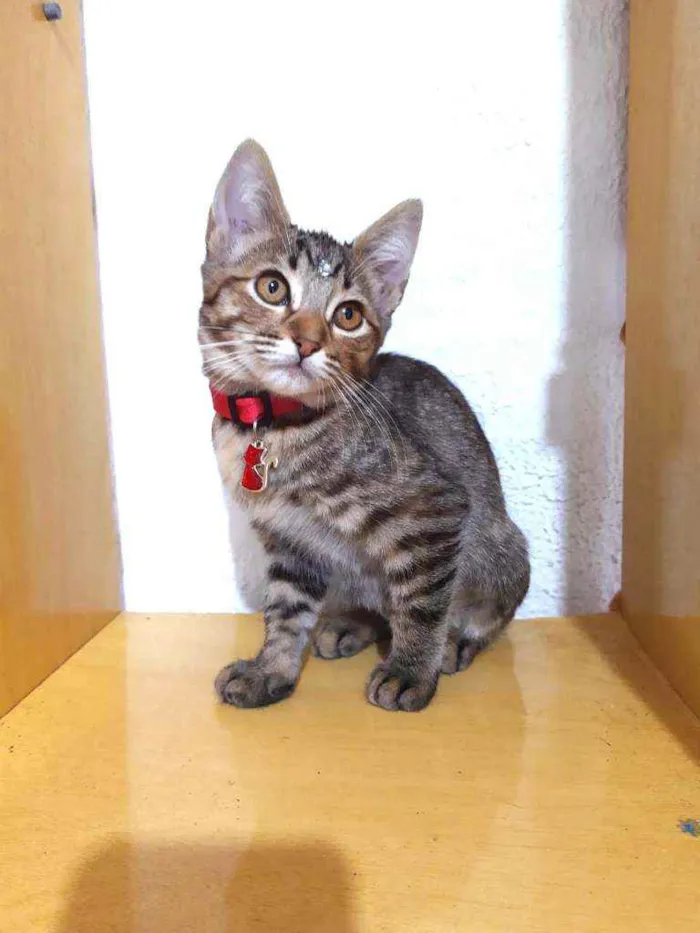 Gato raça SRD  idade 2 a 6 meses nome Susan 