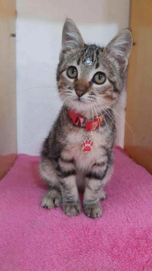 Gato raça SRD  idade 2 a 6 meses nome Perola 