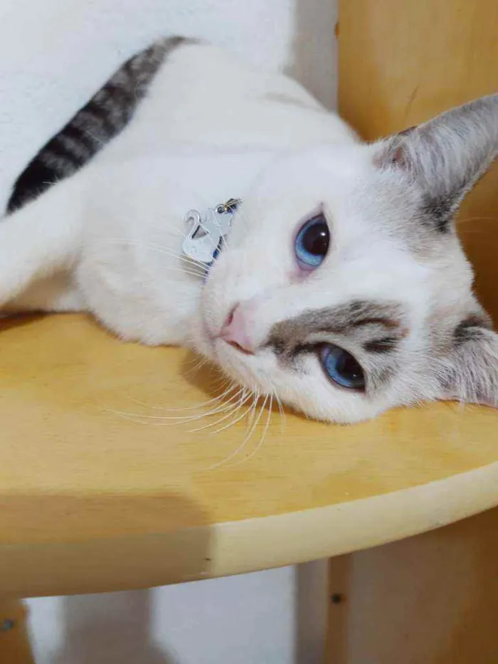 Gato raça SRD  idade 7 a 11 meses nome George 