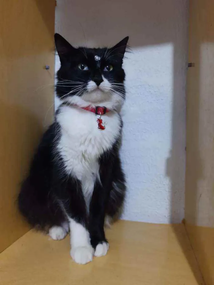 Gato raça SRD  idade 2 anos nome Sofia 