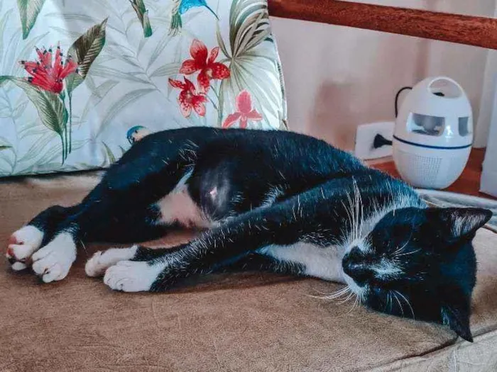 Gato ra a Estilo Frajola idade 1 ano nome Britney 