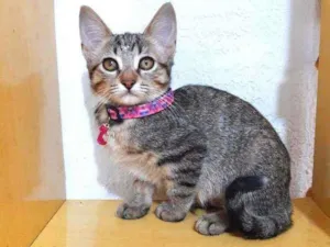 Gato raça SRD  idade 2 a 6 meses nome Jade 