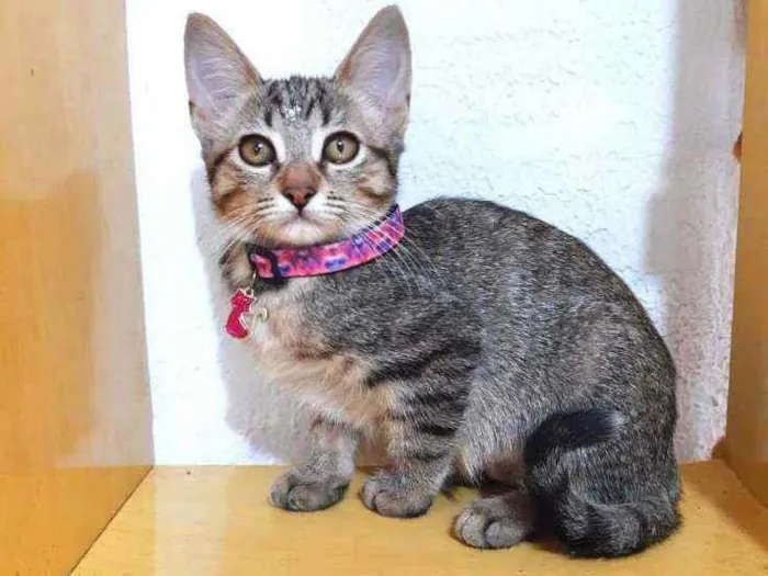 Gato raça SRD  idade 2 a 6 meses nome Jade 