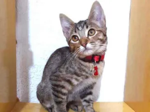 Gato raça SRD  idade 2 a 6 meses nome Susan 