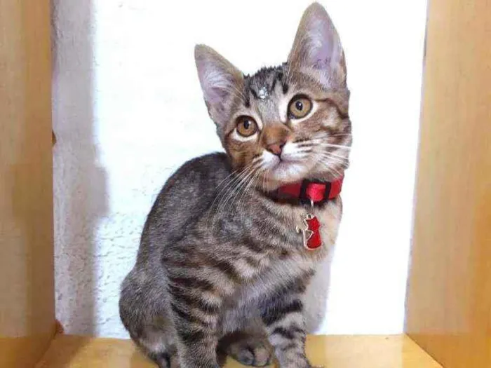 Gato raça SRD  idade 2 a 6 meses nome Susan 