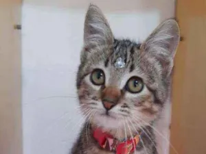 Gato raça SRD  idade 2 a 6 meses nome Perola 