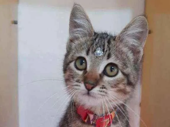 Gato raça SRD  idade 2 a 6 meses nome Perola 