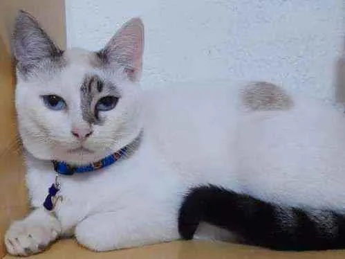 Gato raça SRD  idade 7 a 11 meses nome George 