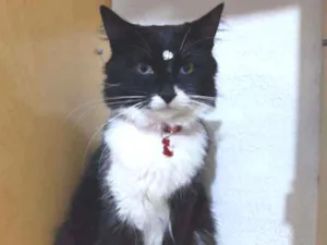 Gato raça SRD  idade 2 anos nome Sofia 