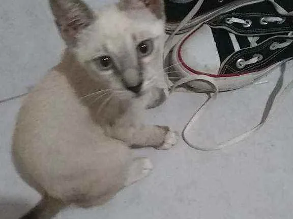 Gato ra a Não sabemos específicar idade 1 ano nome Derick