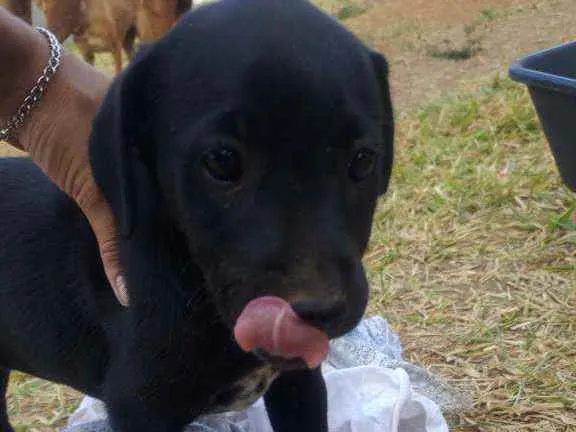 Cachorro ra a SRD idade 2 a 6 meses nome Katrina