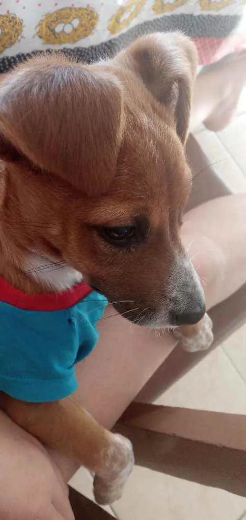 Cachorro ra a Vira lata idade 2 a 6 meses nome Mel